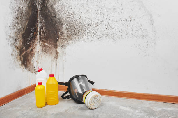 Mold Testing and Removal in Wapello, IA