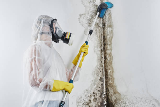 Best Certified Mold Removal  in Wapello, IA