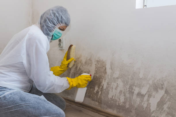 Professional Mold Removal in Wapello, IA