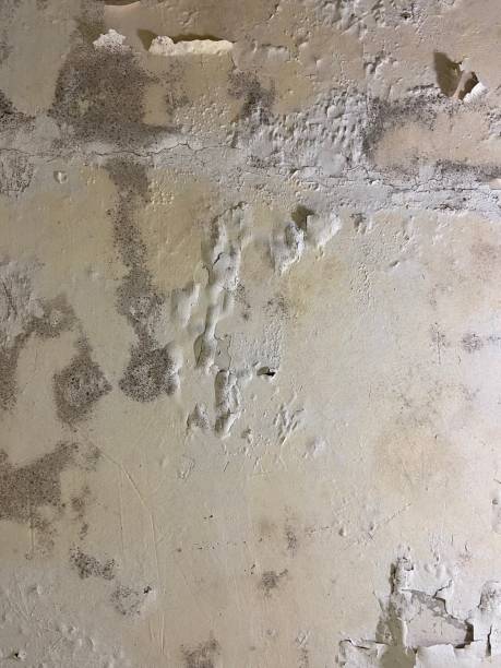 Attic Mold Removal in Wapello, IA