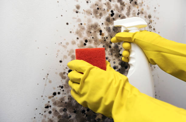 Best Commercial Mold Removal  in Wapello, IA