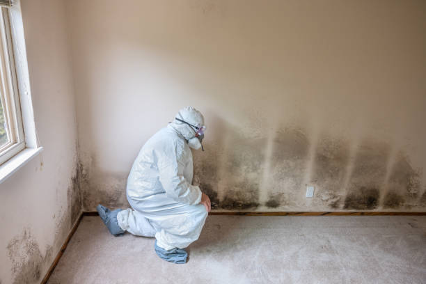 Best Home Mold Removal  in Wapello, IA