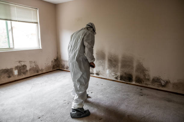 Office Mold Removal Services in Wapello, IA