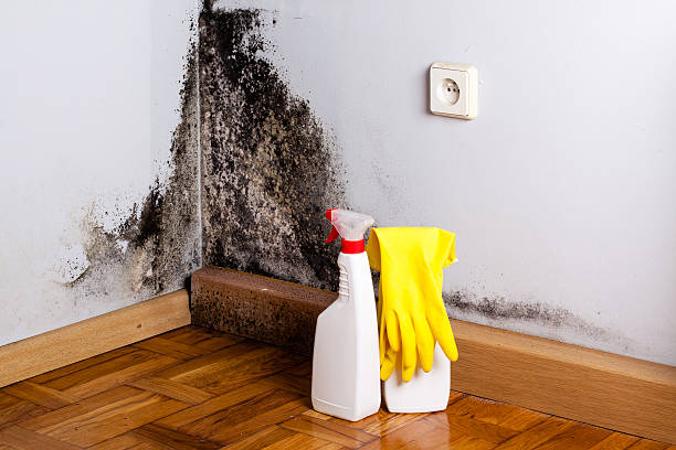 Best Black Mold Removal  in Wapello, IA