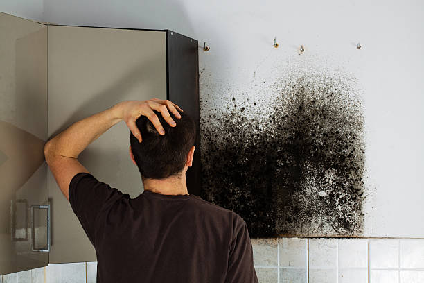 Best Mold Removal Company Near Me  in Wapello, IA